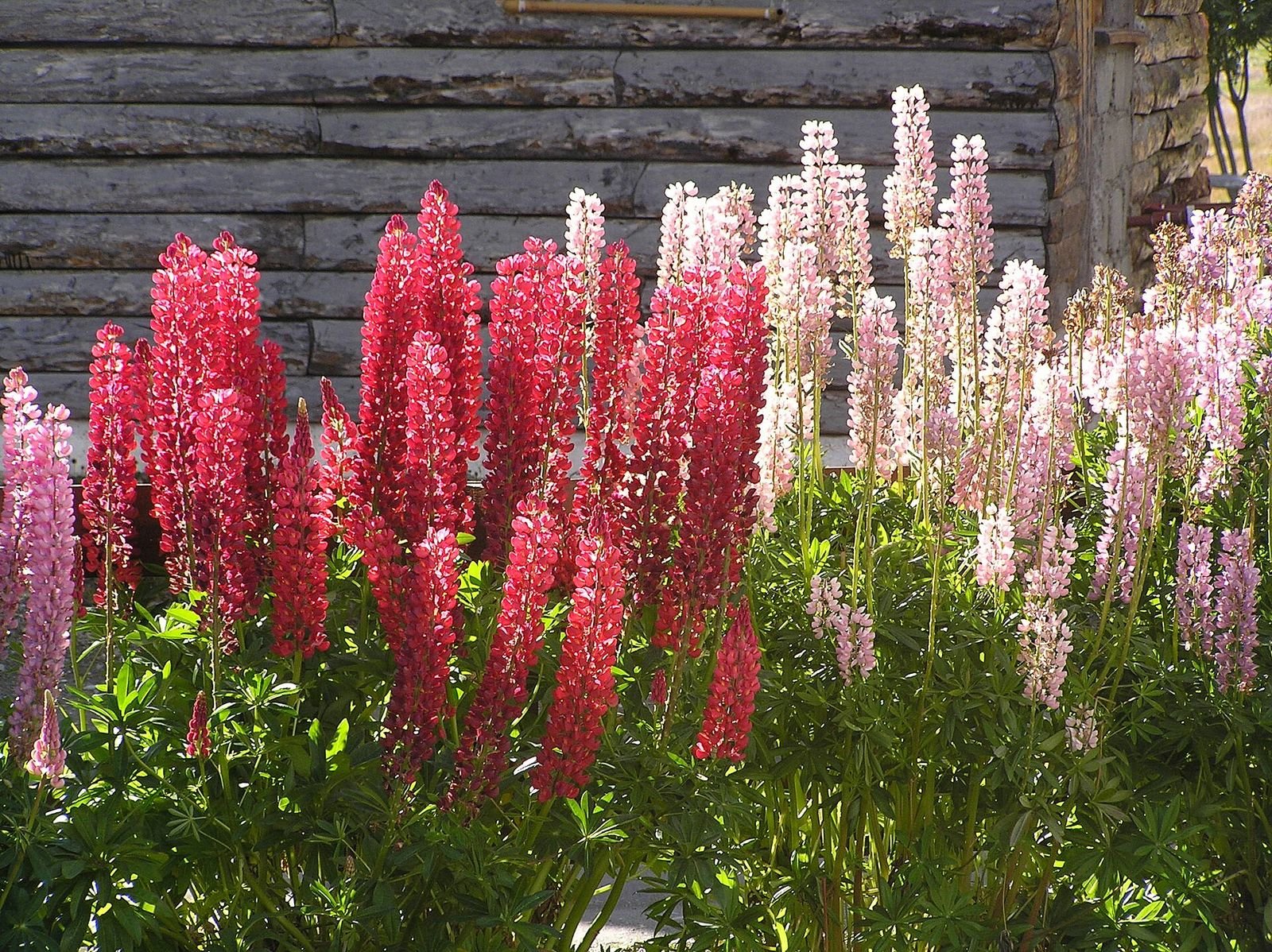 Flores de lupino (tremoço), comuns na Patagônia no fim da primavera