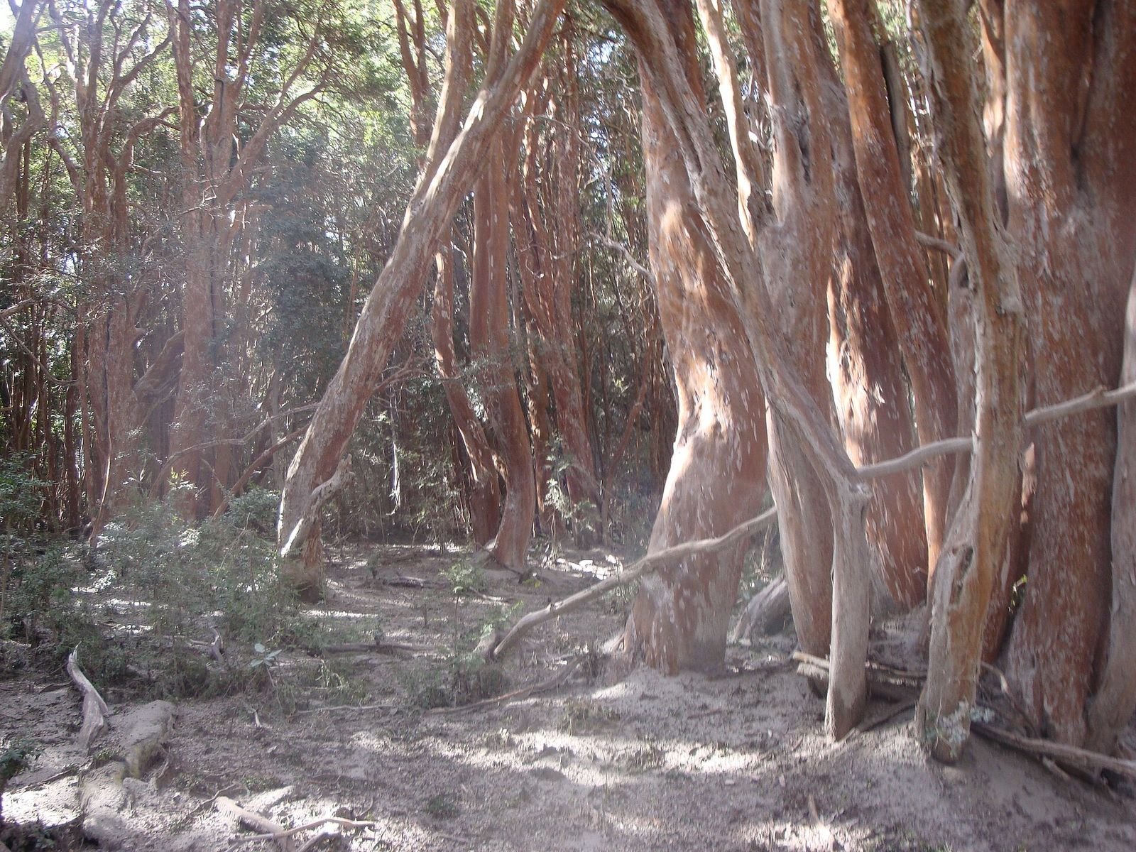 Troncos cor de canela no Bosque de Arrayanes, na Península de Quetrihué
